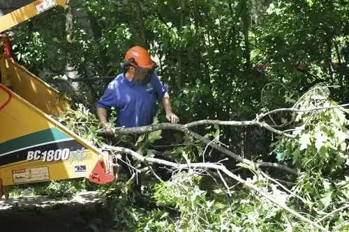 tree services Durand